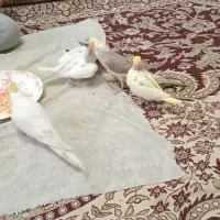 جوجه عروس هلندی|پرنده|تهران, حکیمیه|دیوار