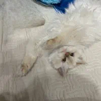 فروش گربه پرشین  هیمالین|گربه|مشهد, نیروی هوایی|دیوار