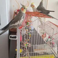 با عرض سلام خسته نباشید ۲ملیون ۵۰۰ هس قیمتشون