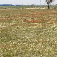 خر نر گله ای
