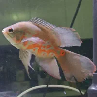 اسکار باله بلند