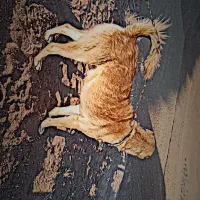 سگ گله|سگ|سبزوار, شرق کال شمالی|دیوار