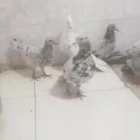 کبوترسرور|پرنده|ملکشاهی, |دیوار