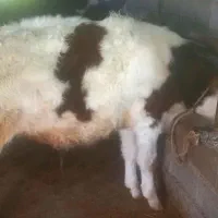 گوساله نر هفت ماهه سیمینتال اصل