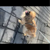 سگ پیکینز واگذاری