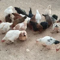 مرغ و خروس|حیوانات مزرعه|کوهدشت, |دیوار