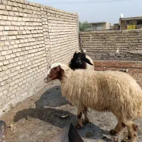 گوسفنددجایج اصل عراقی درجه1ابستن لب الجنی