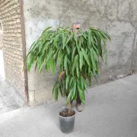 ۲۰ نوع گل اپارتمانی|گل و گیاه طبیعی|مشهد, پنجتن|دیوار