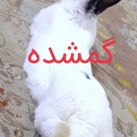 خرگوش گم شده|حیوانات|تبریز, |دیوار