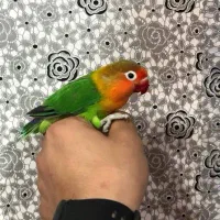 طوطی برزیلی فیشر دستی ویک جفت عروس هلندی مولد