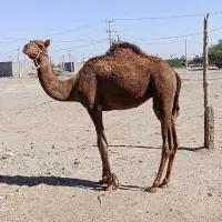 فروش شتر نر|حیوانات مزرعه|میناب, |دیوار