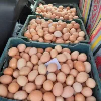 تخم مرغ رسمی سالم و نوک زده