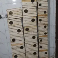 لانه ی عروس هلندی به قیمت عمده