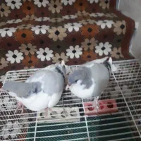 کفتر بد رنگ