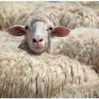 گوسفند زنده افشار