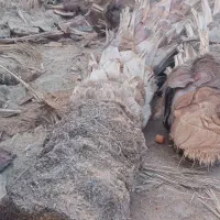 برش و قطع درختان نخل کنار کلاتوس گز گهور در خدمتیم|خدمات باغبانی و درختکاری|ایرانشهر, |دیوار