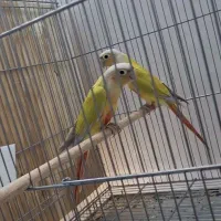 ردچیک راهب شاه طوطی گرینچیک|پرنده|مشهد, فاطمیه|دیوار