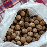 گردوی شیروان