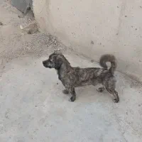 سگ پاکوتاه باهوش