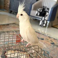 عروس هلندی آلبینو