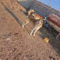 و گزاری سگ گله