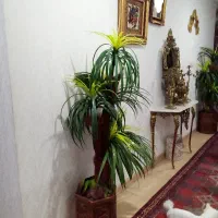 فروش سه عدد درخت نخل مصنوعی