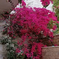 طراحی و کاشت و خدمات گل و گیاه