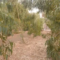 فروش.خانه ۹۵۰ متری،شوشتر.روستا تخت اناری|فروش خانه و ویلا|اهواز, غیزانیه|دیوار