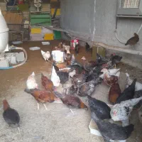 فروش خوروس
