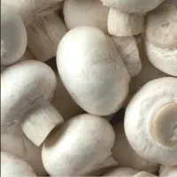 برگزاری دوره های آموزش پرورش قارچ دکمه ای|خدمات آموزشی|اصفهان, بابوکان|دیوار