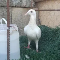 کبوتر سفید ماده