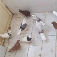 ده عدد کبوتر دارم برای برکت