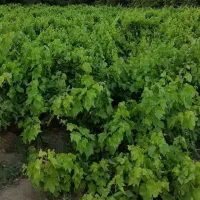 فروش باغ انگوری