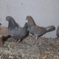 جفت هفت رنگ نر ماده با نر تک