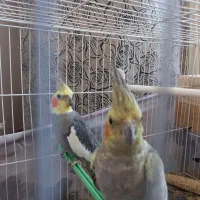 عروس هلندی|پرنده|طرقبه, |دیوار