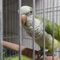 راهب سبز رام و سخنگو|پرنده|تهران, یافت آباد جنوبی|دیوار