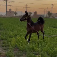 فروش مادیان‌شجره دار