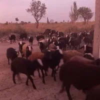 تعداد ۱۰۰رس بره ماده اصیل شال همه یک دست|حیوانات مزرعه|شال, |دیوار