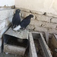 کفتر زاغ دم سفید