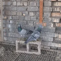 جفت عراقی فروشی|پرنده|سوسنگرد, |دیوار