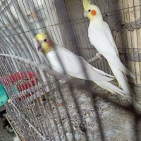 عروس هلندی لوتینو سوپر‌مولد خاص