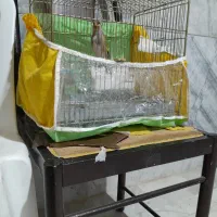 دوعدد سهره نر شلاقی دورگه|پرنده|بجنورد, |دیوار