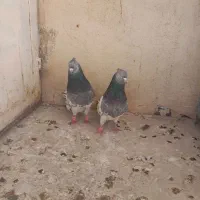 کفتر|حیوانات|شیراز, قلعه شاهزاده بیگم|دیوار