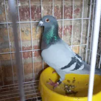 پلاکی عراق|پرنده|بندر امام خمینی, |دیوار