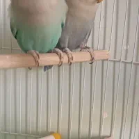 دو عدد طوطی برزیلی بالغ|پرنده|بیجار, |دیوار