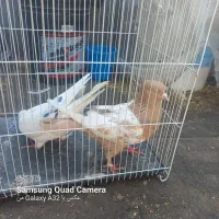 سینه زرد و سار