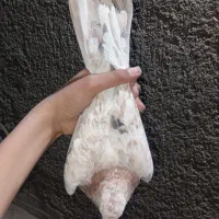 کبوتر|پرنده|رباط‌کریم, شترخوار|دیوار