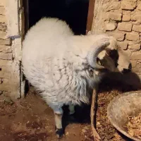 بره جوان|حیوانات مزرعه|یزد, |دیوار