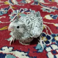 جوجه عروس هلندی