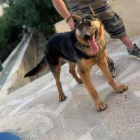 سگ ژرمن ۳ ساله